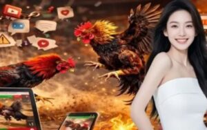 Đá gà BOM88 – Sự kết hợp giữa truyền thống và công nghệ số