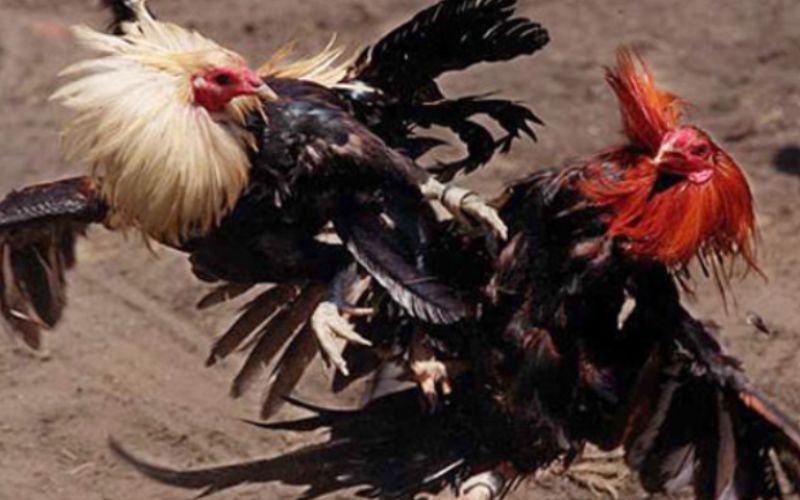 Đá gà – một trò chơi truyền thống lâu đời tại nhiều quốc gia châu Á